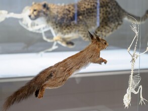 Präpariertes Eichhörnchen im Naturkundemuseum Graz | © UMJ-N. Lackner