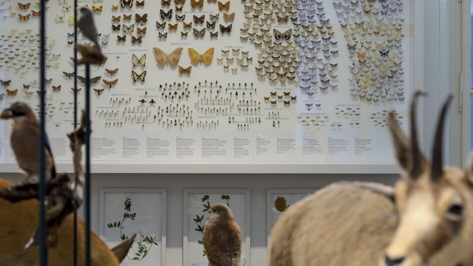 Tier- und Insektensammlung im Naturkundemuseum Gra | © UMJ-N. Lackner