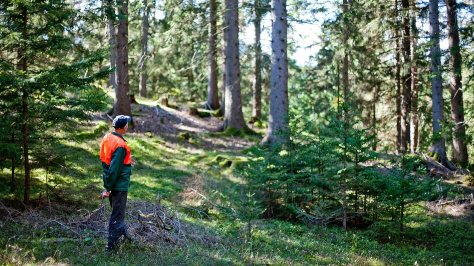 Wald Natur | © Holzwelt Murau