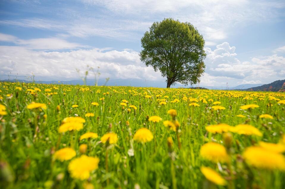 Naturpark Zirbitzkogel-Grebenzen - Impression #1 | © Tourismusverband Murau