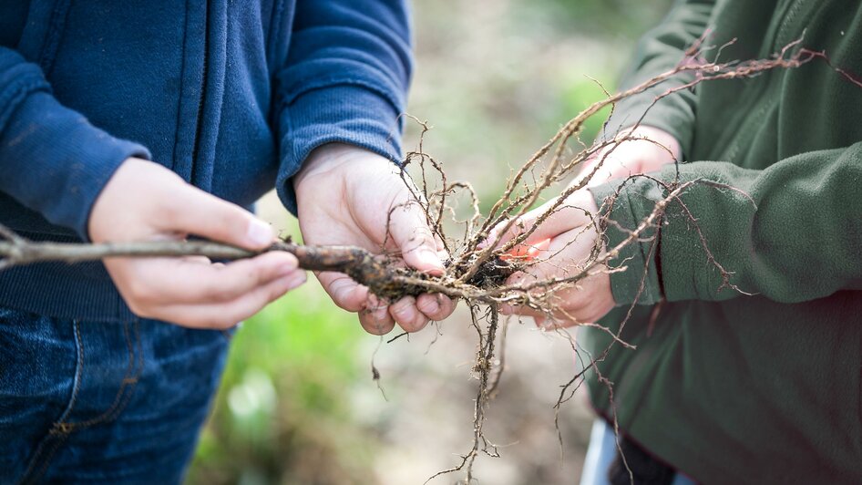 Naturwelten Steiermark_Wurzel_Oststeiermark | © Naturwelten Steiermark