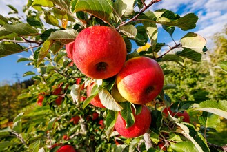 Obst und Weinbau Grillbauer_Rote Äpfel | © TV Region Graz-Harry Schiffer