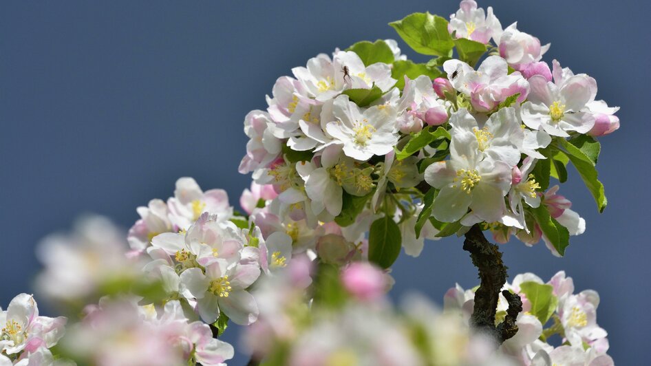 Obstbau Zöhrer_Apfelblüte_Oststeiermark | © Tourismusverband Oststeiermark