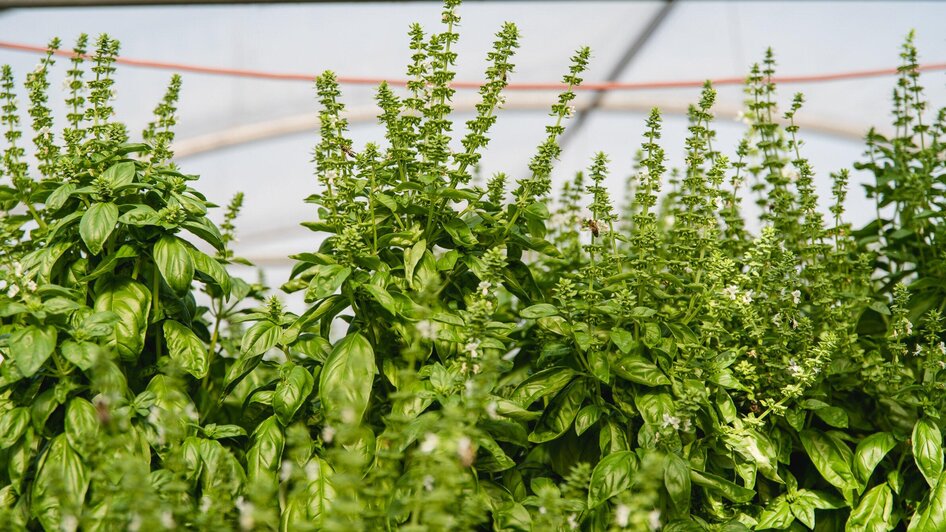 Pölzl Gemüse | © AMA GENUSS REGION-Mias Photoart Pölzl Gemüse | © AMA GENUSS REGION-Mias Photoart