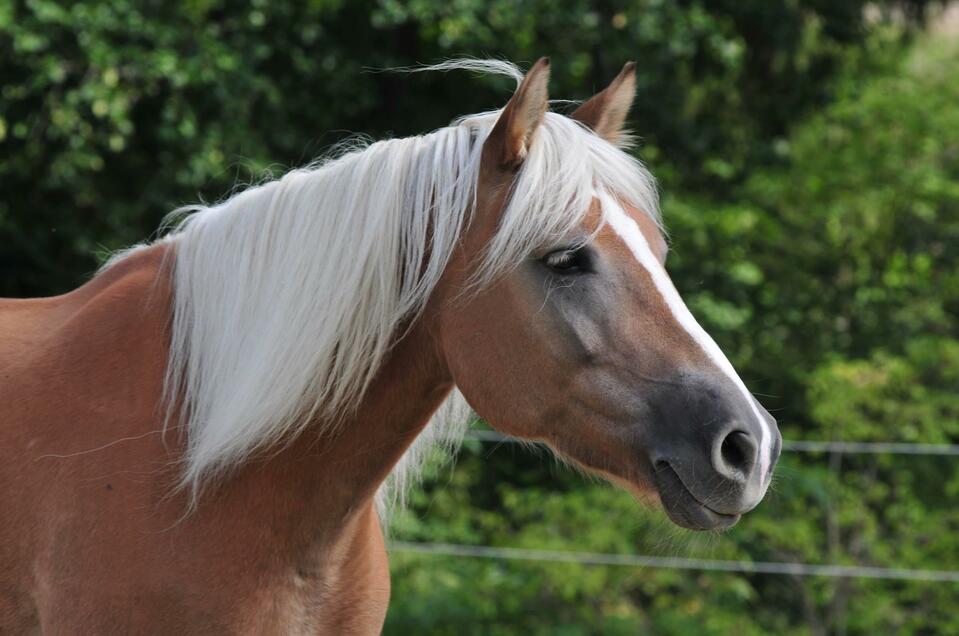 Horse Farm Heiling - Impression #1 | © Pferdehof Heiling