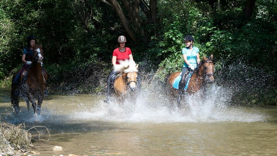 Pferdehöf Pölzler_Pferde im Wasser_Oststeiermark | © Pferdehof Pölzler