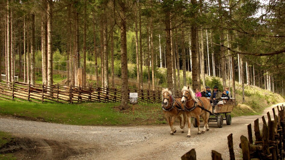 Pferdebetrieb_Kutsche im Wald_Oststeiermark | © Pferdebetrieb Hrovat