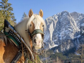 Thomas Raich, Altaussee, Pferd | © Thomas Raich