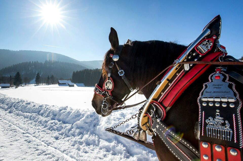 Pferdeschlitten- und Kutschenfahrten Neuper - Impression #1 | © TVB Ausseerland Salzkammergut_Tom Lamm