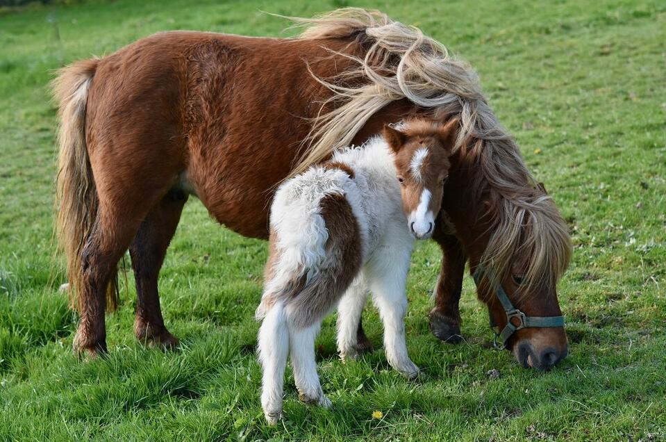 Reiten am Ponyhof Schrattenberg - Impression #1