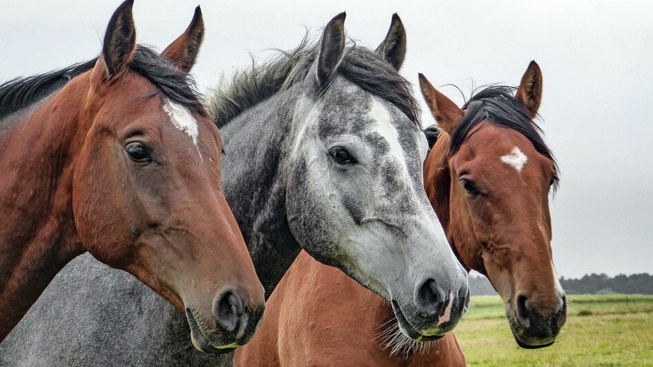 Equestrian Farm Schmiedt - Impression #2.1