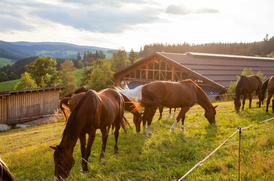 Rider´s paradise Ponyhof - Impression #1 | © Der Ponyhof Familienhotel und Reiterparadies