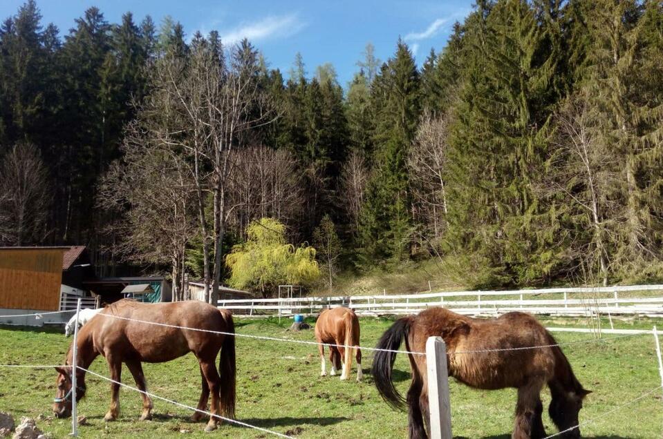 Horse-Riding School Laasenhof - Impression #1 | © TVB Ausseerland Salzkammergut/Johanna Provatopoulos