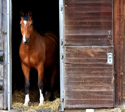 Reitstall Gestüt-K_Pferd_Oststeiermark | © Tourismusverband Oststeiermark