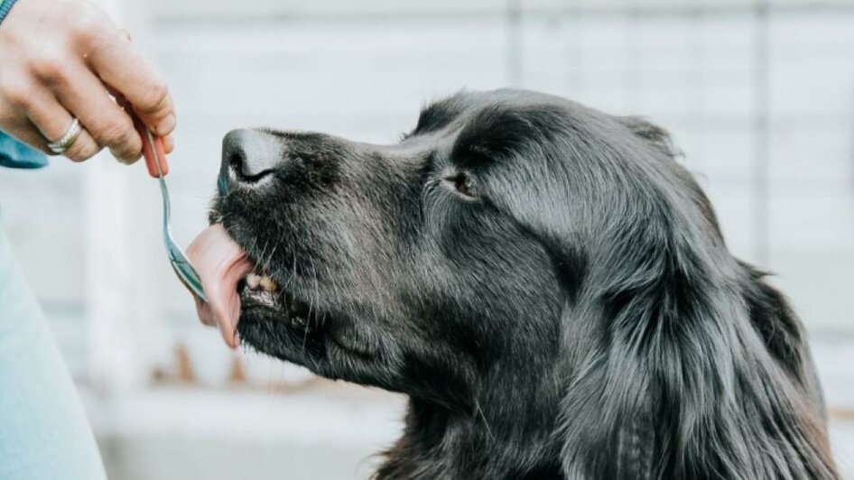 Auch dem Hund schmeckt Honig der Imkerei Resch | © RM SW GmbH | webquartier.at