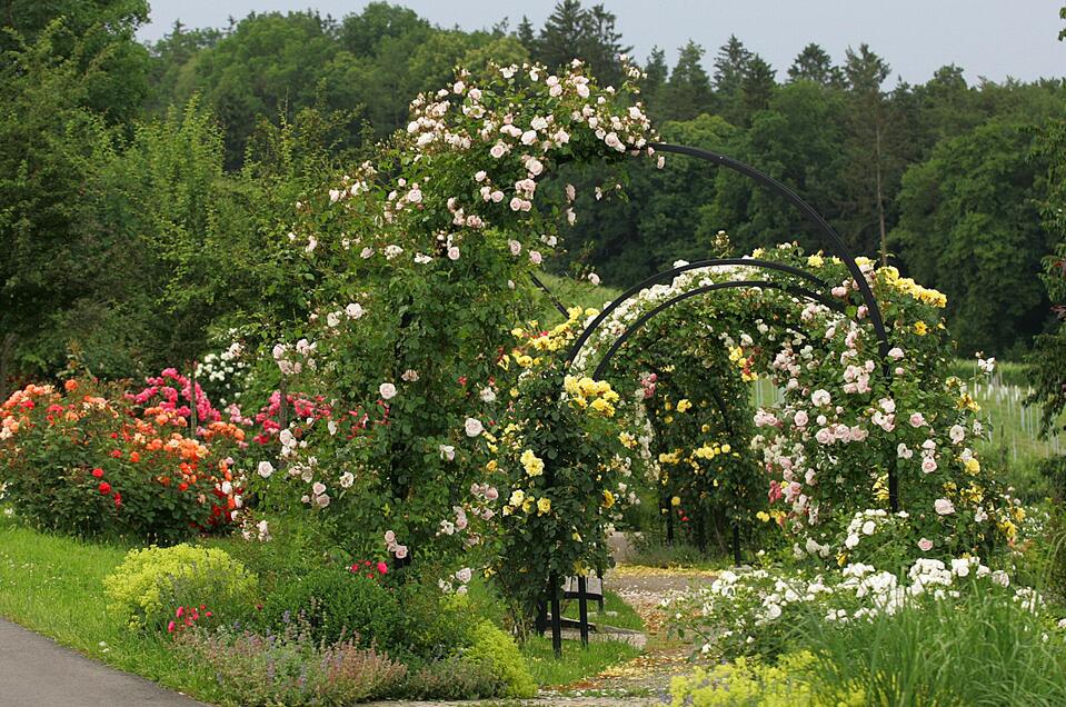 Rose garden at St. Peter's Church in Ottersbach - Impression #1 | © Zur Verfügung gestellt von der Marktgemeinde St. Peter/O.