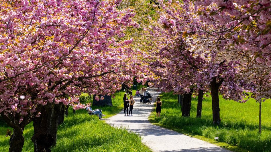 Blütenallee im Frühling am Rosenhain | © Graz Tourismus-Harry Schiffer