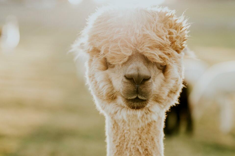 Schöcklblick Alpacas - Impression #1 | © dieSonne