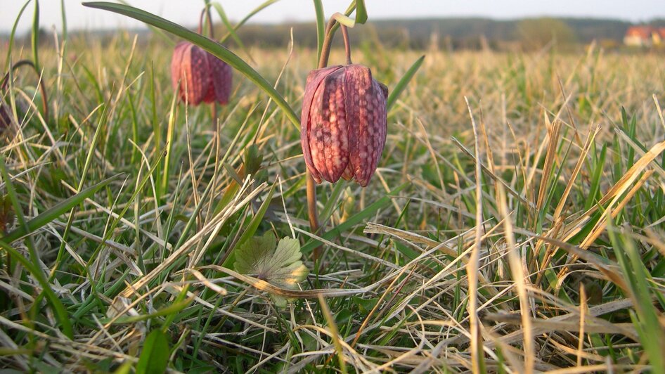 Großssteinbach_ Schachblume1_Oststeiermark | © Josef Kaufmann