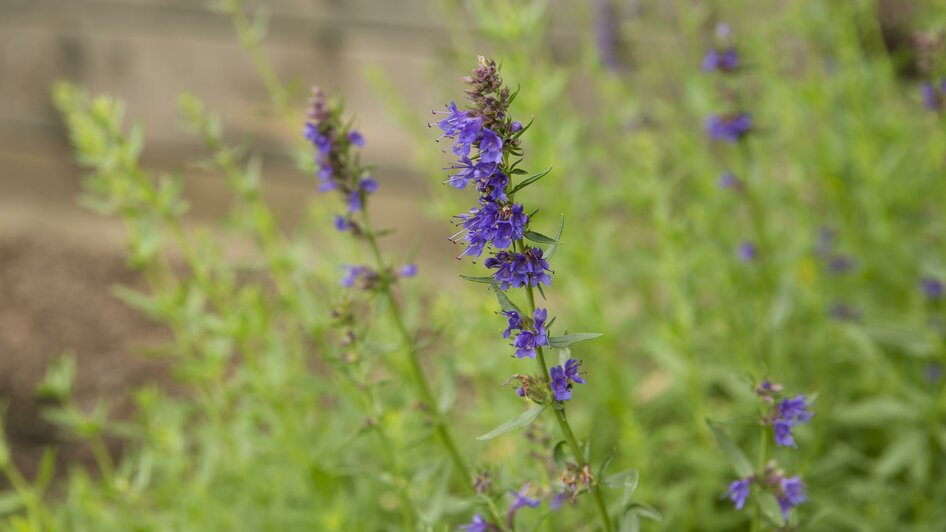 Schroeders Kräuterwerkstatt_Lavendel_Oststeiermark | © Familie Schroeder