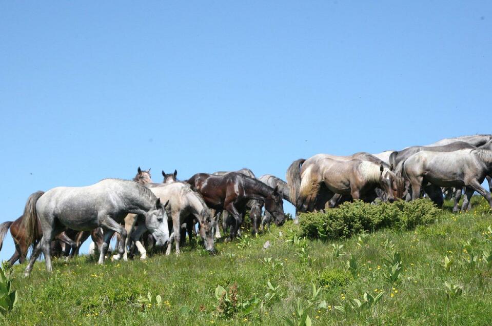 Summer pastures Stubalm - Impression #1 | © SHS-LipizzanergestütPiberGöR-G. Boiselle