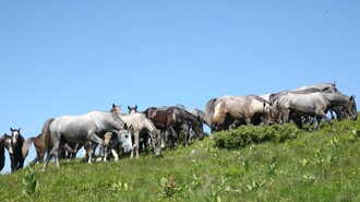 Sommerweide Stubalm  | © SHS-LipizzanergestütPiberGöR-G. Boiselle