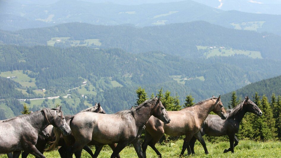 Sommerweide Stubalm  | © SHS-LipizzanergestütPiberGöR-G. Boiselle