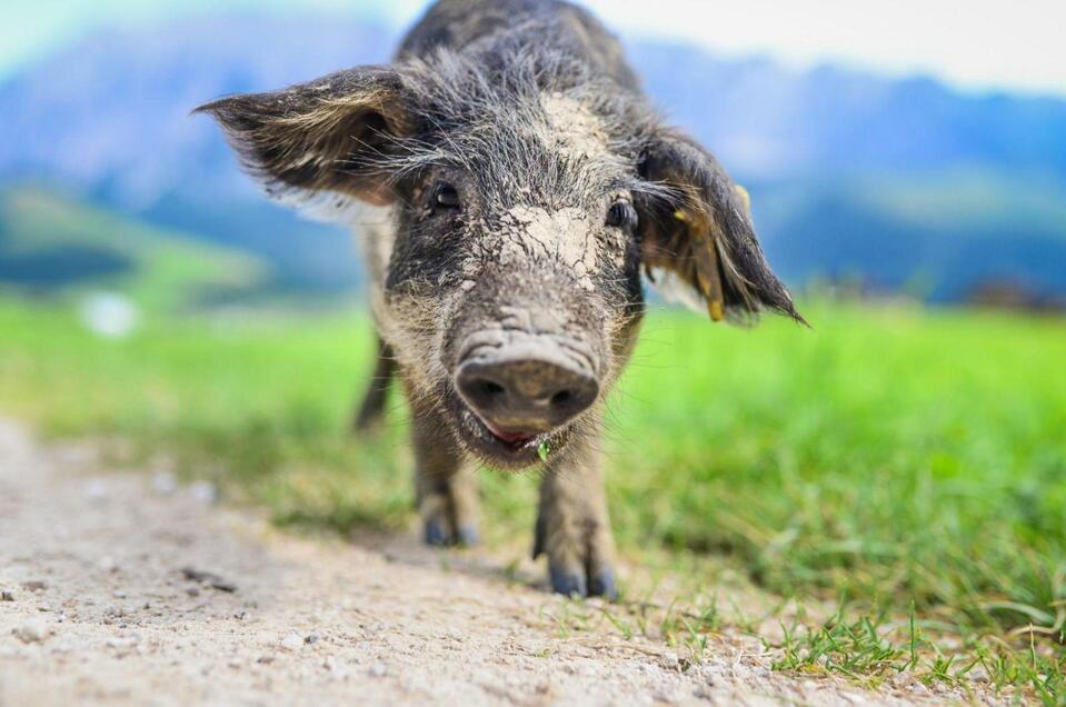 Spezialitäten vom Mangalitzaschwein - Veit - Impression #1 | © TVB Ausseerland Salzkammergut_Jacqueline Korber