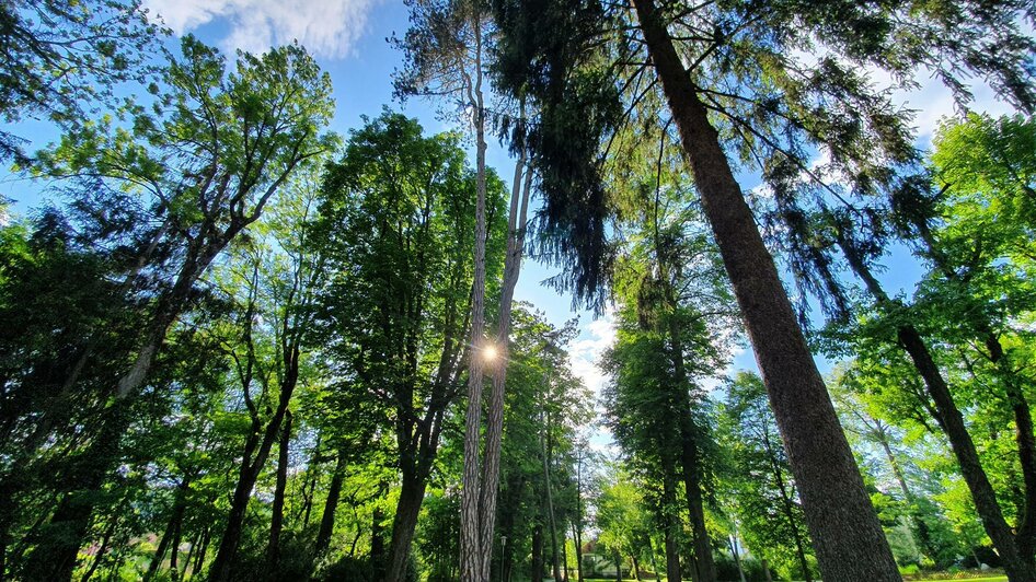 Historischer Park_Bäume_Oststeiermark | © Tourismusverband Oststeiermark