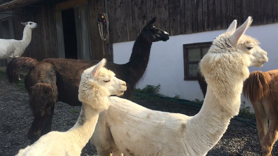 Alpakas und Lamas | © Steirerlama