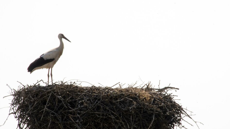 Storchennest Bad Blumau | © Kurkommission Bad Blumau