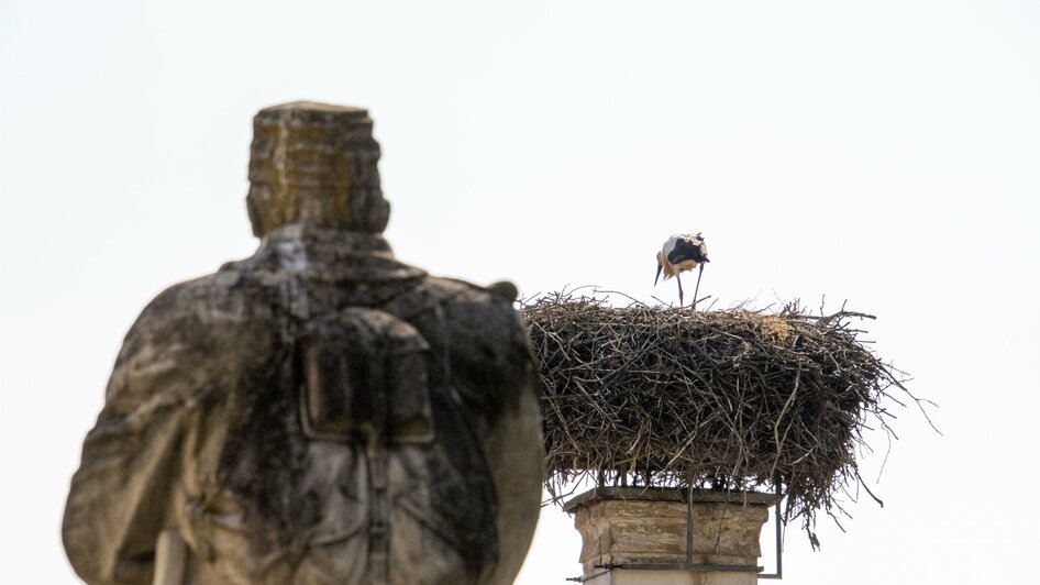 Weißstorch in Bad Blumau | © Kurkommission Bad Blumau