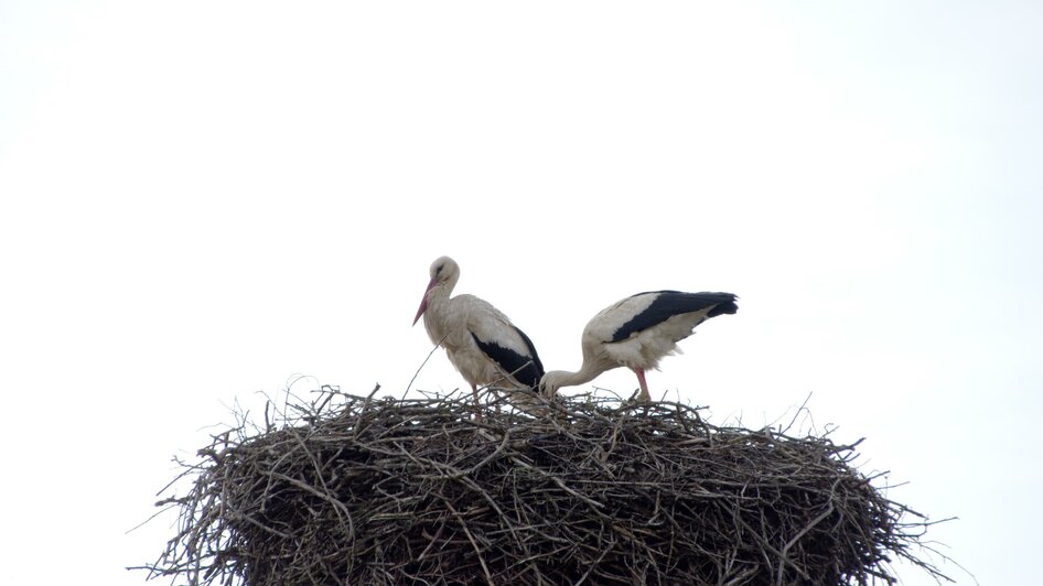 Storchennest | © Kurkommission Bad Blumau