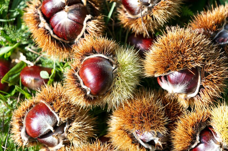 Sturm und Kastanienstand: Wein- und Kastanienhof Klug - Impression #1 | © TV Südsteiermark - Foto Augenblick