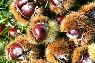 Köstliche Kastanien | © TV Südsteiermark - Foto Augenblick