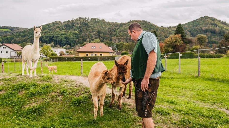 Alpakafütterung | © Regionalmanagement Südweststeiermark GmbH/webquartier