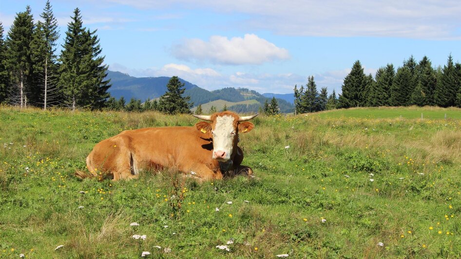 ALMO_Oststeiermark_Foto Pollhammer | Christine Pollhammer | © Tourismusverband Oststeiermark ALMO_Oststeiermark_Foto Pollhammer | © Tourismusverband Oststeiermark