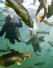 Fischbegegnung | ©  Susanne Einzenberger |  Susanne Einzenberger | ©  Susanne Einzenberger