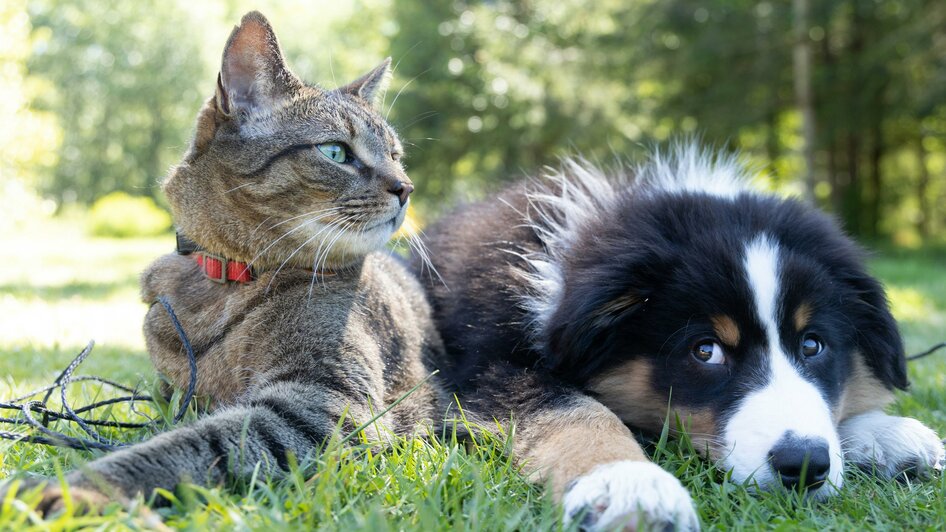 Hund und Katze | © unsplash@andrew-s-ouo