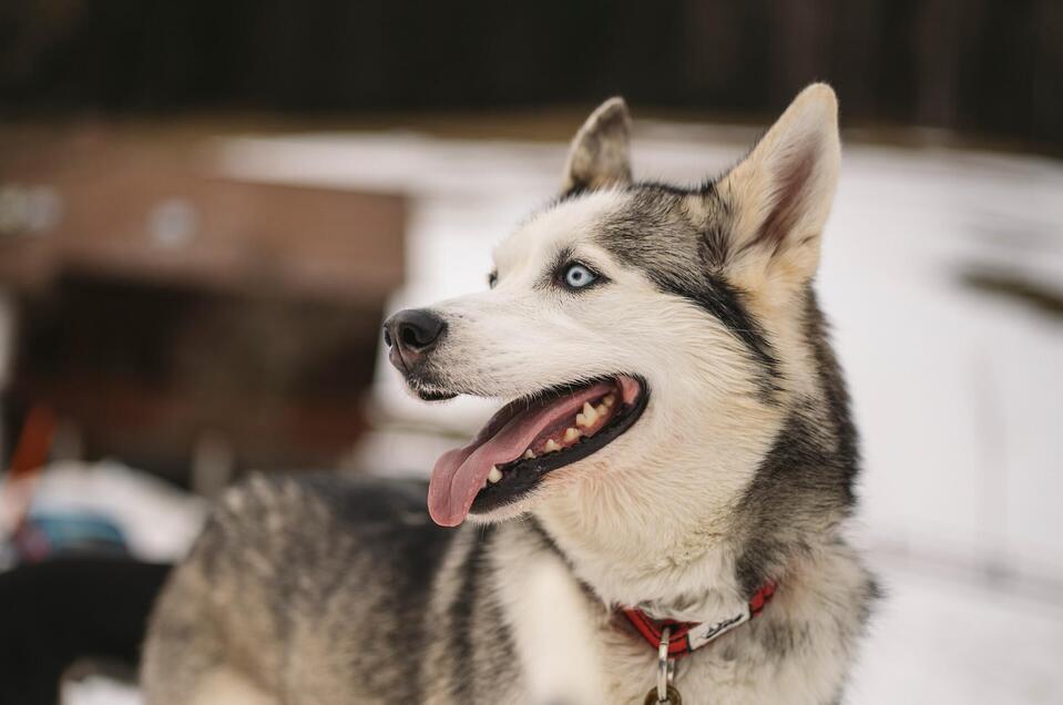 Tierarztpraxis für Hunde und Katzen | © www.stefanleitner.com | Stefan Leitner Tierärztin Dr. Veronika Bauer - Impression #1