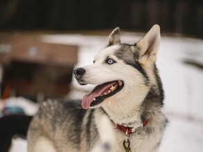 Tierarztpraxis für Hunde und Katzen