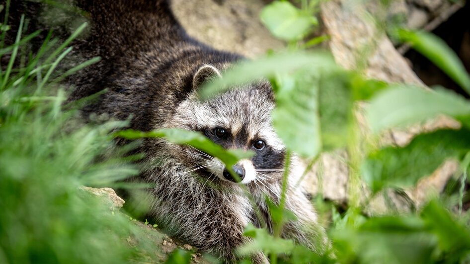 Waschbär | © TV Murau, Tom Lamm