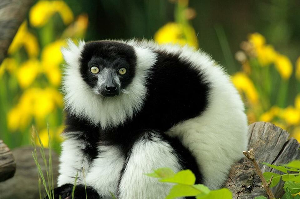 Animal world Herberstein - Impression #1 | © Tierwelt Herberstein