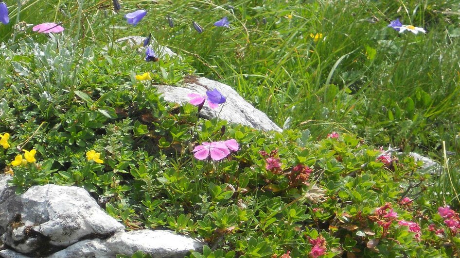 Trawenghütte, Alpenblumen, Tauplitzalm | © TVB Ausseerland Salzkammergut/C. Arzberger