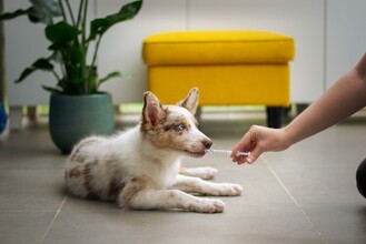 Tierärztin in St. Peter/O. | © unsplash.com-moob