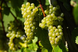 Grapes in the vineyard | © Thermen- & Vulkanland