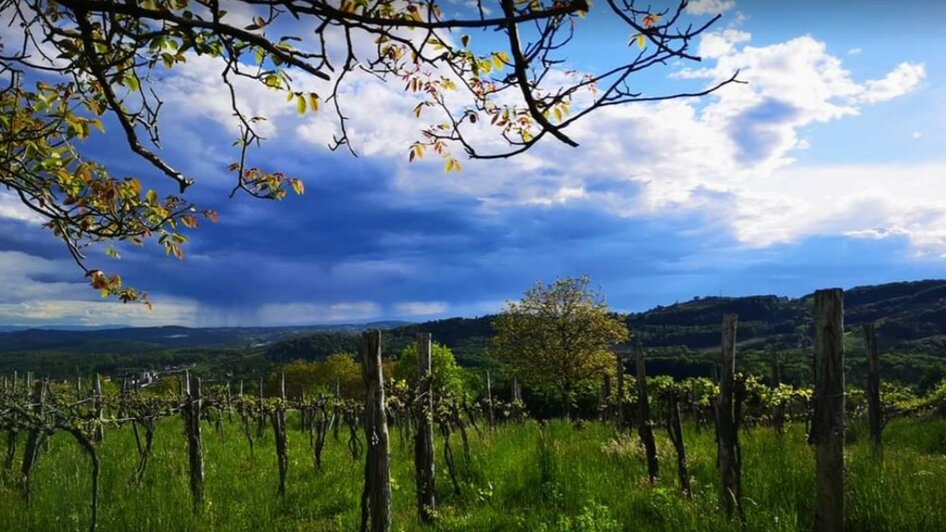 Buschenschank Schlacher_Umgebung_Oststeiermark | © Weinbau-Buschenschank Schlacher