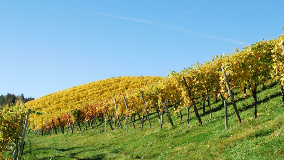 Herbst | © Weingut Birnstingl l Manfred Birnstingl