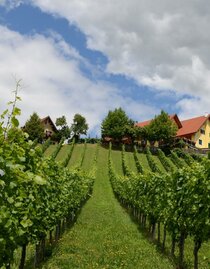 Weingut Fellner Weingarten | © Roswitha & Andreas Fellner | Weingut Fellner | Roswitha & Andreas Fellner | © Roswitha & Andreas Fellner | Weingut Fellner