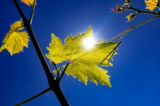 Weingut Gründl | © Harry Schiffer